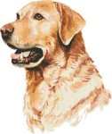 (image for) Labrador Retriever in Watercolor